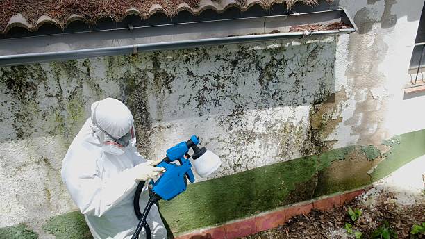 Top rated local Basement Mold Removal specialists in Friedens, PA
